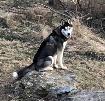 Riley -  Husky Dog for Adoption in Fincastle, Virginia - Riley | PetCurious