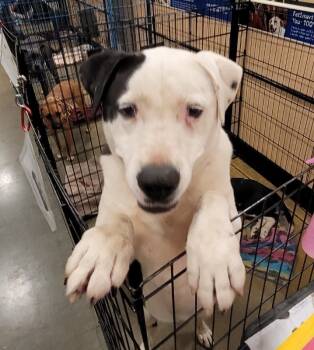 Rescue Border Collie and Labrador Retriever Dogs for Adoption in Douglasville, Georgia - Spirit | PetCurious