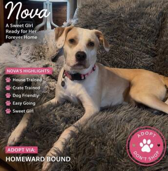 Hound and Retriever Dogs Available for Adoption in Irmo, South Carolina - Nova | PetCurious