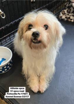 Layla -  Terrier Dog Available for Adoption in Pottsville, Pennsylvania - Layla | PetCurious