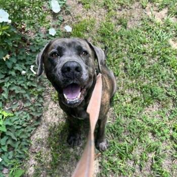 Charlie -  Mastiff Dog for Adoption in Orange, Virginia - Charlie | PetCurious