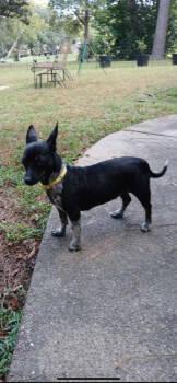 Rescue Chihuahua Dogs for Adoption in Brewster, New York - Cosette | PetCurious