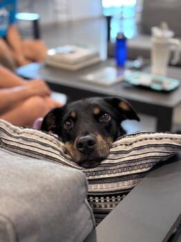 Millie -  Doberman Pinscher and Shepherd Dog for Adoption in Gilbert, Arizona - Millie | PetCurious