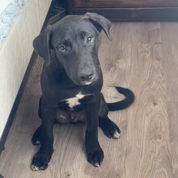 Amazing Rey -  Mastiff and Labrador Retriever Dog for Adoption in Burlington, North Carolina - Amazing Rey | PetCurious