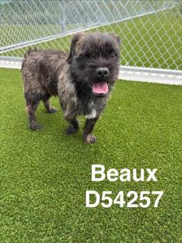 Yorkshire Terrier and French Bulldog Dogs Available for Adoption in Clarksville, Tennessee - Beaux | PetCurious