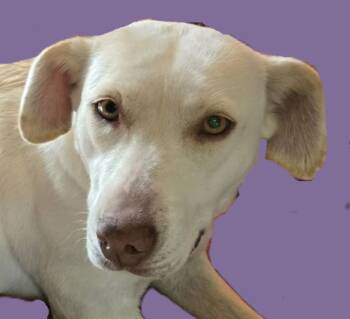 Rescue Labrador Retriever and Shepherd Dogs for Adoption in Savannah, Georgia - Candy | PetCurious