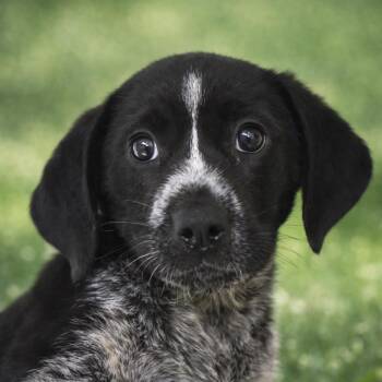Australian Shepherd Dogs Available for Adoption - Julia | PetCurious