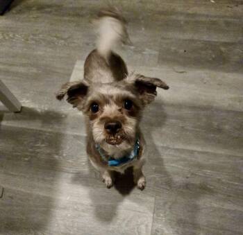Simba -  Shih Tzu and Maltese Dog for Adoption in Norfolk, Virginia - Simba | PetCurious