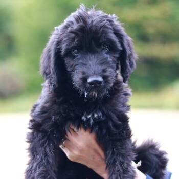 CT Butkus avail Sep 26 (Cropley