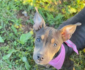 Rescue Terrier Dogs for Adoption in El Dorado, Arkansas - Mary | PetCurious