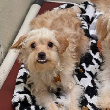 Scarlett- Chino Hills Location -  Poodle and Terrier Dog for Adoption in Chino Hills, California - Scarlett- Chino Hills Location | PetCurious