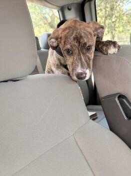Precious -  Pit Bull Terrier Dog for Adoption in Mobile, Alabama - Precious | PetCurious