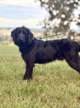 Bear -  Goldendoodle and Mixed Breed Dog for Adoption in Gradyville, Kentucky - Bear | PetCurious