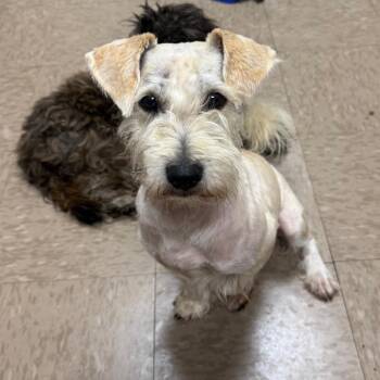 Rosco -  Schnauzer Dog for Adoption - Rosco | PetCurious