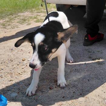 Holly 4541 -  Mixed Breed Dog for Adoption in Loxahatchee Groves, Florida - Holly 4541 | PetCurious