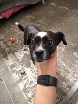Panda -  Chihuahua Dog for Adoption in Sacramento, California - Panda | PetCurious