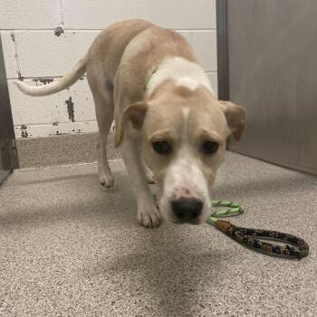 Precious -  Labrador Retriever Dog for Adoption in Gloucester, Virginia - Precious | PetCurious