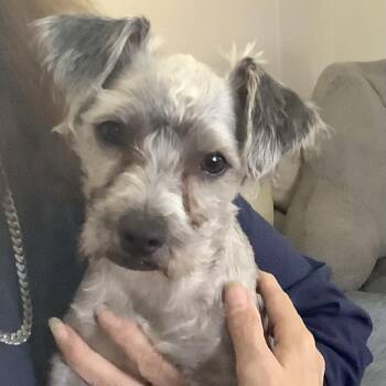 O Neil -  Schnauzer and Yorkshire Terrier Dog for Adoption in Gloucester, Virginia - O Neil | PetCurious