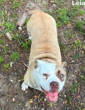 American Bulldog Dogs Available for Adoption in Little Rock, Arkansas - Leia | PetCurious