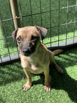 Norma -  Chihuahua Dog for Adoption in Center Square, Pennsylvania - Norma | PetCurious
