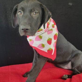 Betsy -  Labrador Retriever and Mixed Breed Dog for Adoption in Leesburg, Alabama - Betsy | PetCurious