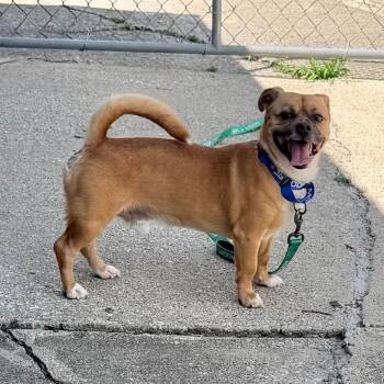 Jinx -  Pug and Beagle Dog for Adoption - Jinx | PetCurious