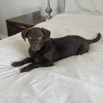 Chocolate Labrador Retriever and Labrador Retriever Dogs Available for Adoption in Burlington, North Carolina - Snuggly Tater | PetCurious