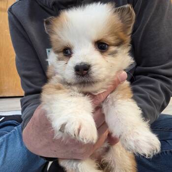 Macaroon 6 -  Australian Cattle Dog Blue Heeler and Bernese Mountain Dog Dog for Adoption in Belfair, Washington - Macaroon 6 | PetCurious