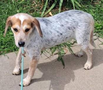 Pepper -  Beagle Dog for Adoption in Dixon, Illinois - Pepper | PetCurious