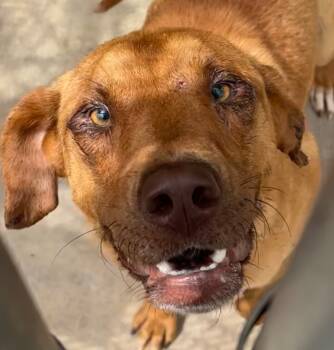 Rescue Shepherd Dogs for Adoption in Elizabethton, Tennessee - TONY | PetCurious