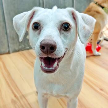 Snowball -  Chihuahua Dog for Adoption in Eustis, Florida - Snowball | PetCurious