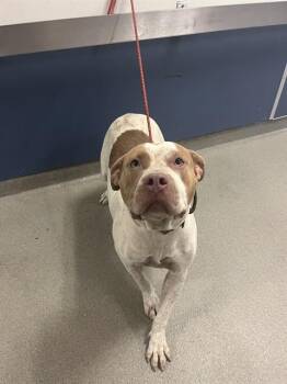 ROSIE -  American Bulldog and Mixed Breed Dog for Adoption in Doral, Florida - ROSIE | PetCurious