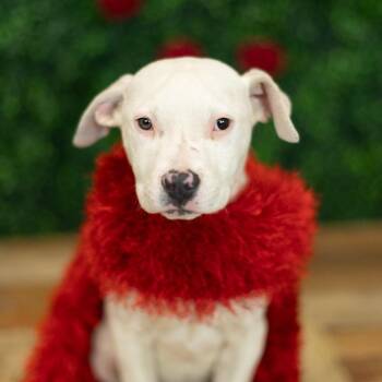 Pit Bull Terrier Dogs Available for Adoption - Chickadee | PetCurious