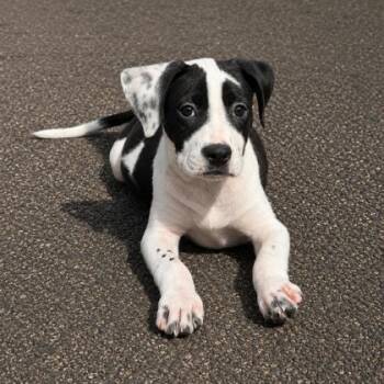 Gonzo -  Terrier and Mixed Breed Dog for Adoption in Gwinn, Michigan - Gonzo | PetCurious