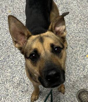 Malaki -  German Shepherd Dog Dog for Adoption in Golden, Colorado - Malaki | PetCurious