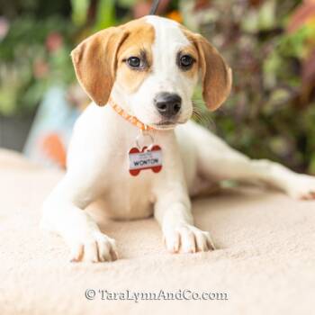 Wonton -  Hound and Labrador Retriever Dog for Adoption in Wake Forest, North Carolina - Wonton | PetCurious