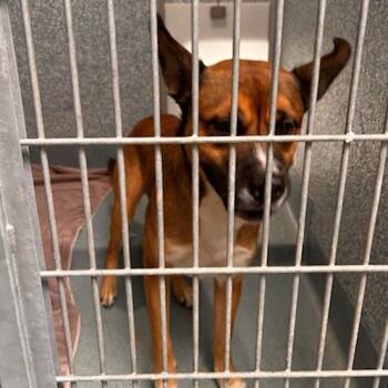 Bane -  Boxer and Mixed Breed Dog for Adoption in Long Beach, California - Bane | PetCurious