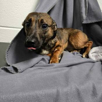 Rescue Feist and Mixed Breed Dogs for Adoption in Milan, Pennsylvania - Absolem | PetCurious