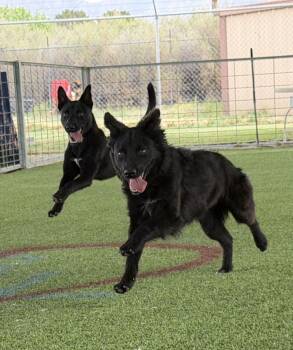 Mixed Breed Dogs Available for Adoption - Rachel And Ross | PetCurious