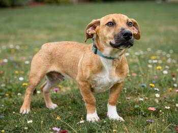 Dusty -  Mixed Breed Dog for Adoption in Sebastian, Florida - Dusty | PetCurious