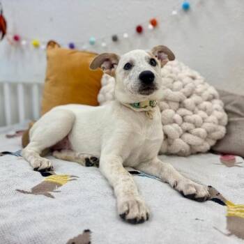 Cedar Cove Penelope -  Labrador Retriever and German Shepherd Dog Dog for Adoption in Friendswood, Texas - Cedar Cove Penelope | PetCurious