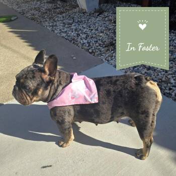 Bella -  French Bulldog Dog for Adoption in St. Augustine, Florida - Bella | PetCurious