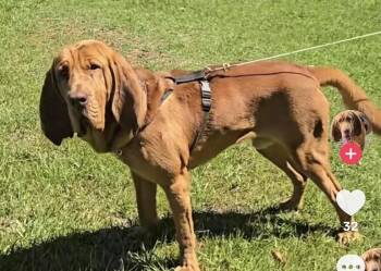 Elroy. (tik tok star) -  Bloodhound Dog for Adoption in Mobile, Alabama - Elroy. (tik Tok Star) | PetCurious