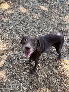 Bella -  Labrador Retriever Dog for Adoption in Vancouver, Washington - Bella | PetCurious