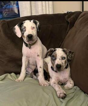 American Bulldog and Catahoula Leopard Dog Dogs Available for Adoption in Thompson, Pennsylvania - DASH | PetCurious