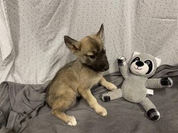 German Shepherd Dog and Siberian Husky Dogs Available for Adoption in Modesto, California - A610261 | PetCurious