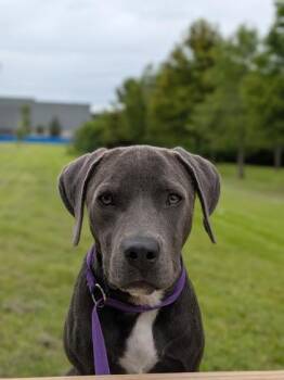 Queen -  Mixed Breed Dog for Adoption in New Orleans, Louisiana - Queen | PetCurious