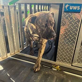 Sienna -  Mixed Breed Dog for Adoption - Sienna | PetCurious
