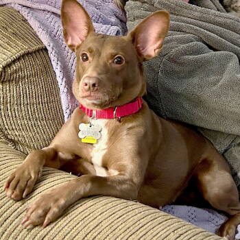 Rescue Rat Terrier and French Bulldog Dogs for Adoption in Atlanta, Georgia - Corona (TN) | PetCurious