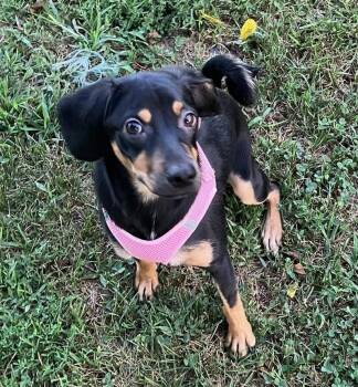 Ocean Breeze -  Miniature Pinscher and Pug Dog for Adoption in Landenberg, Pennsylvania - Ocean Breeze | PetCurious